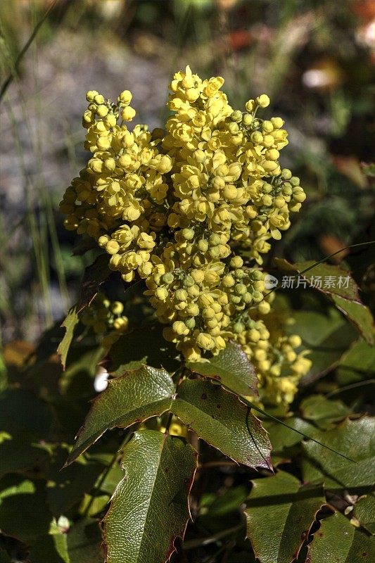 俄勒冈葡萄(Mahonia aquifolium)在枝条上开花。